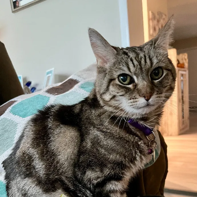 Purr-Sonalized Reliable Cat Care