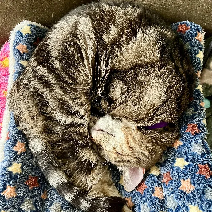 Purr-Sonalized Reliable Cat Care