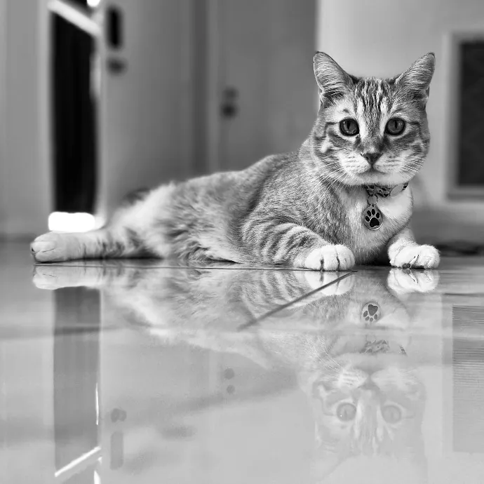 Purr-Sonalized Reliable Cat Care