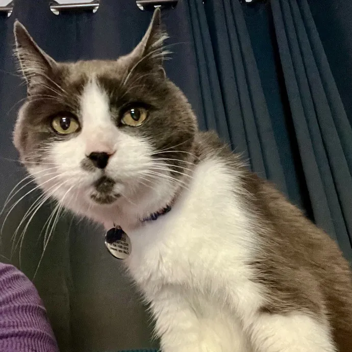 Purr-Sonalized Reliable Cat Care