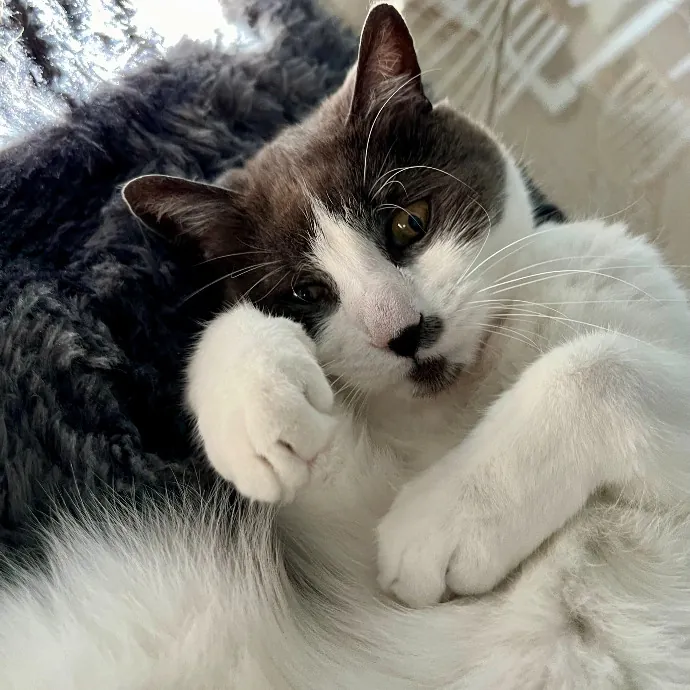 Purr-Sonalized Reliable Cat Care