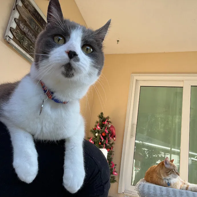 Purr-Sonalized Reliable Cat Care