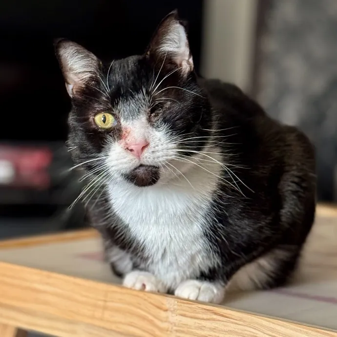 Purr-Sonalized Reliable Cat Care