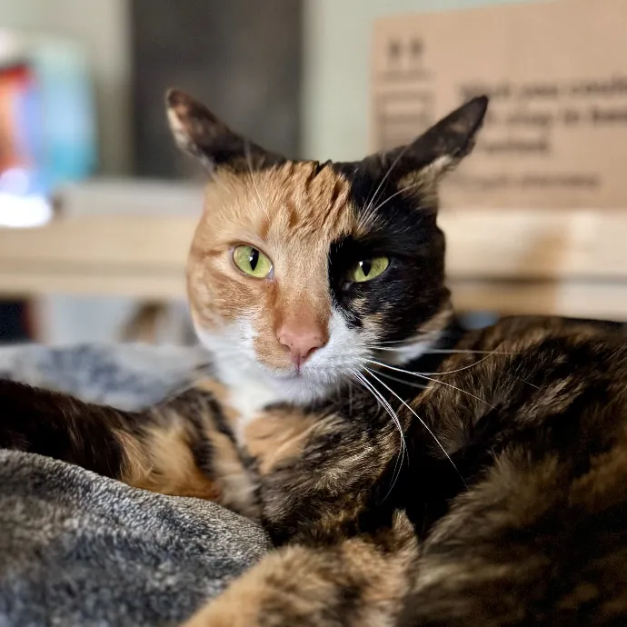 Purr-Sonalized Reliable Cat Care