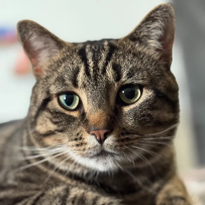 Purr-Sonalized Reliable Cat Care