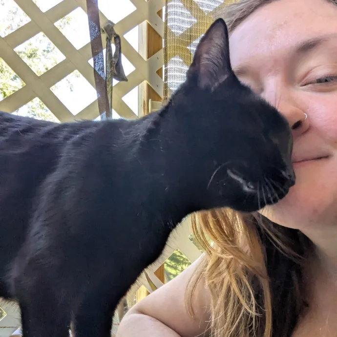 Caring For Cool Cats And Kittens photo 4