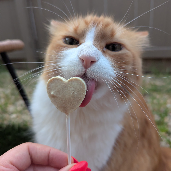 Caring For Cool Cats And Kittens photo 2