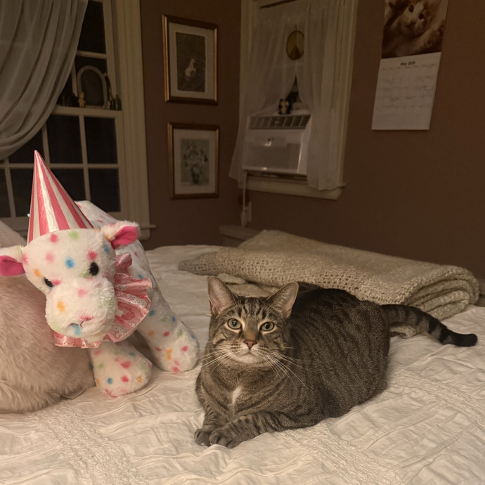 Reliable Cat Care By Sarah
