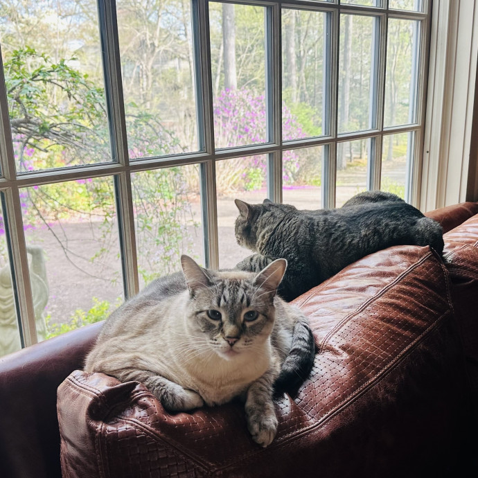 Reliable Cat Care By Sarah