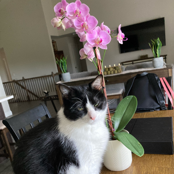 Jeff The Retired Attorney's Cat Sitting photo 2