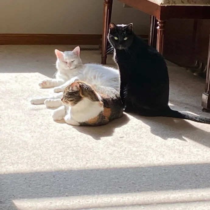 Alaina's Cuddly Cat Care