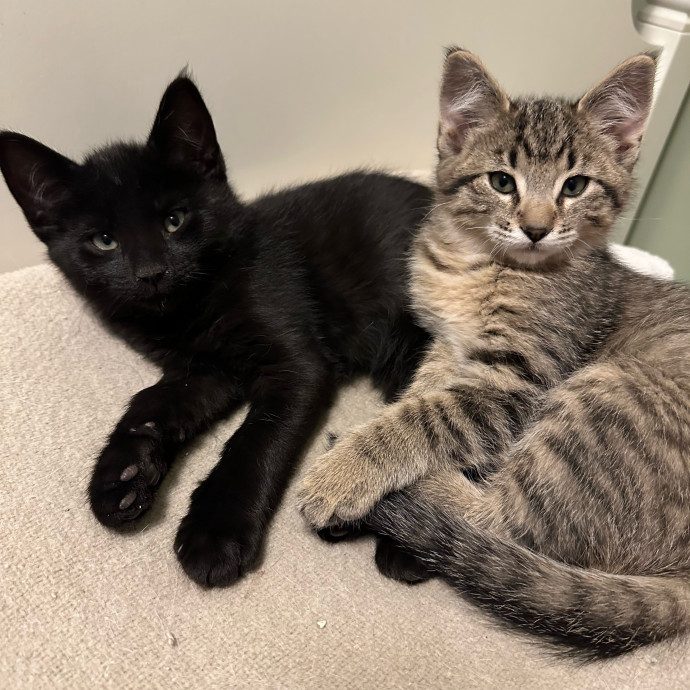 Alaina's Cuddly Cat Care photo 2