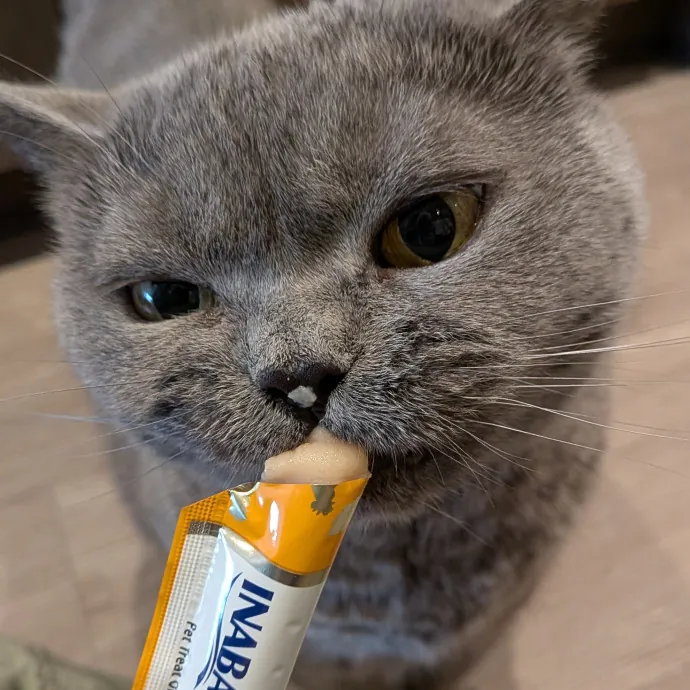 Tell Your Cat I Said Hi
