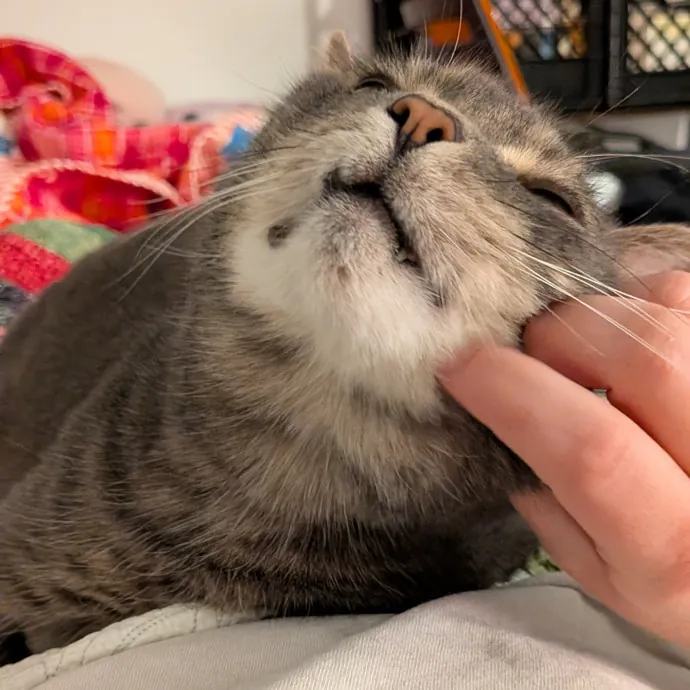 Tell Your Cat I Said Hi