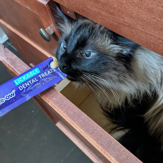 Tell Your Cat I Said Hi