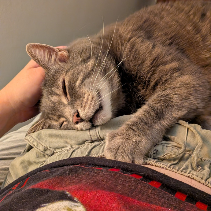 Tell Your Cat I Said Hi