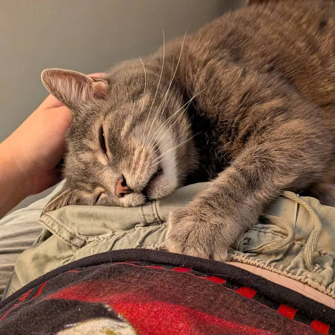 Tell Your Cat I Said Hi
