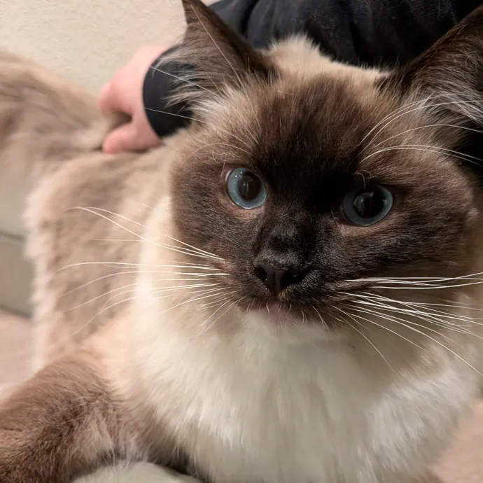 Tell Your Cat I Said Hi