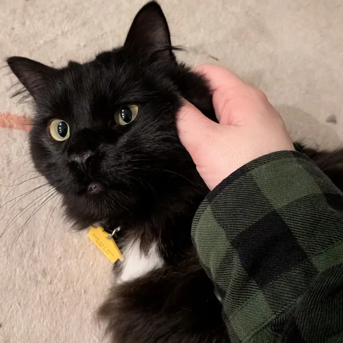 Tell Your Cat I Said Hi