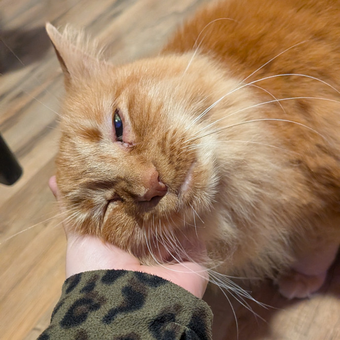 Tell Your Cat I Said Hi