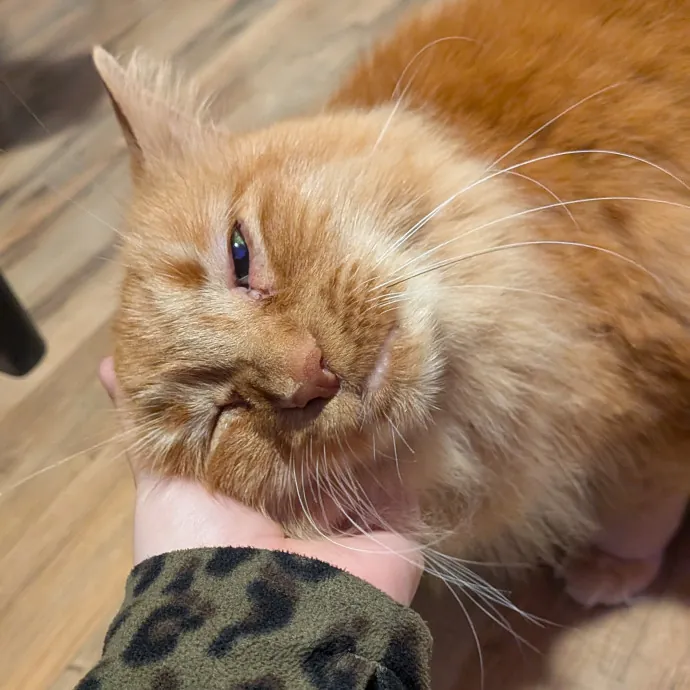 Tell Your Cat I Said Hi