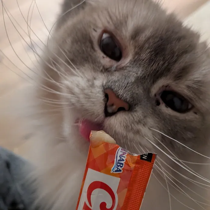 Tell Your Cat I Said Hi