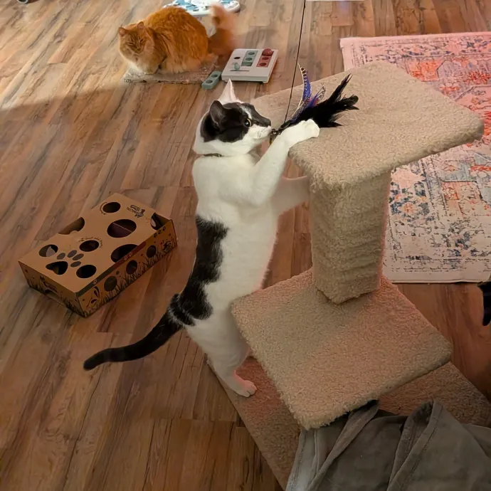 Tell Your Cat I Said Hi