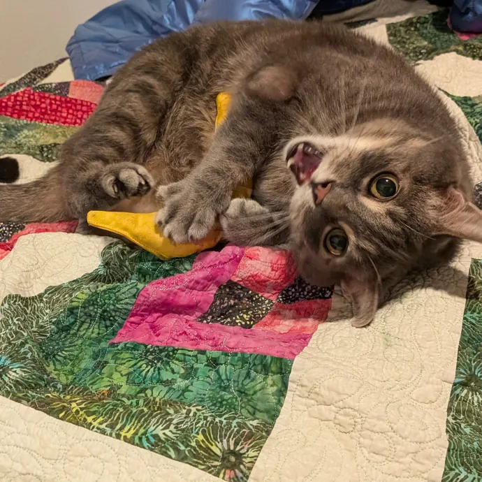 Tell Your Cat I Said Hi
