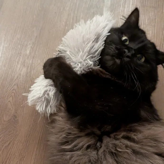 Tell Your Cat I Said Hi