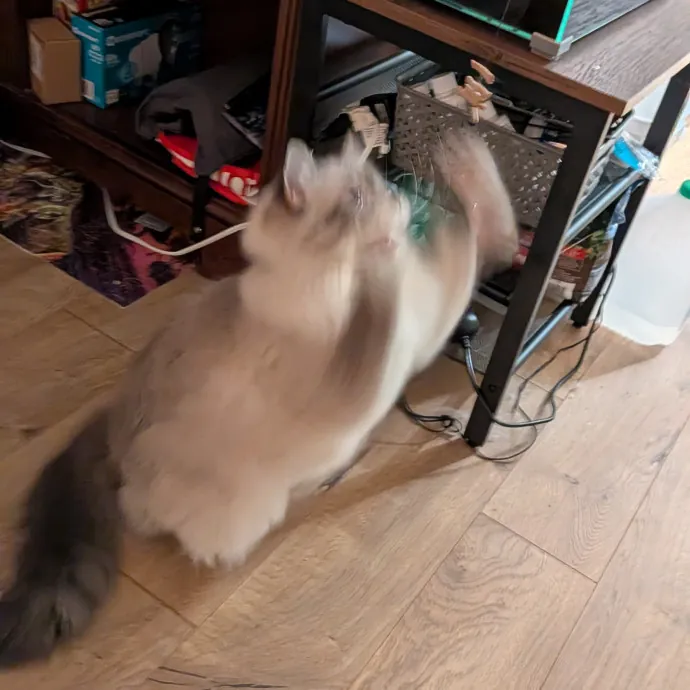 Tell Your Cat I Said Hi