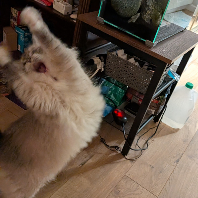 Tell Your Cat I Said Hi