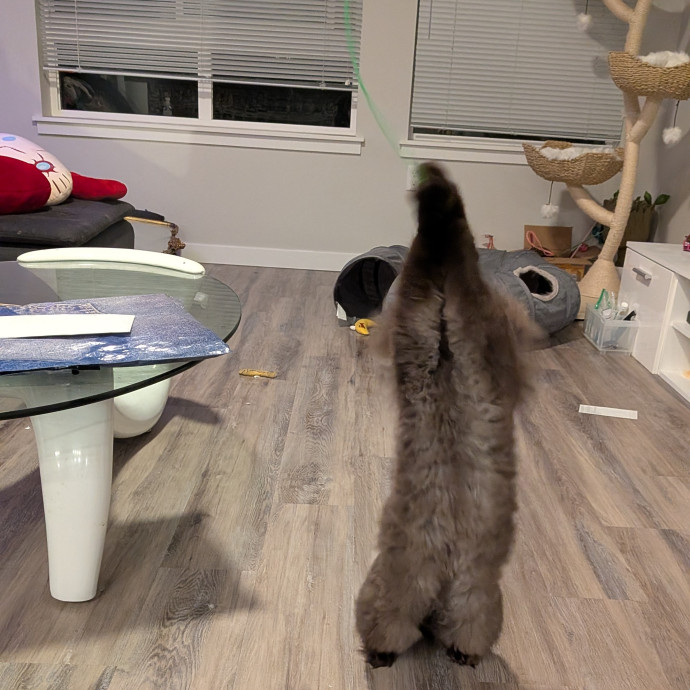 Tell Your Cat I Said Hi