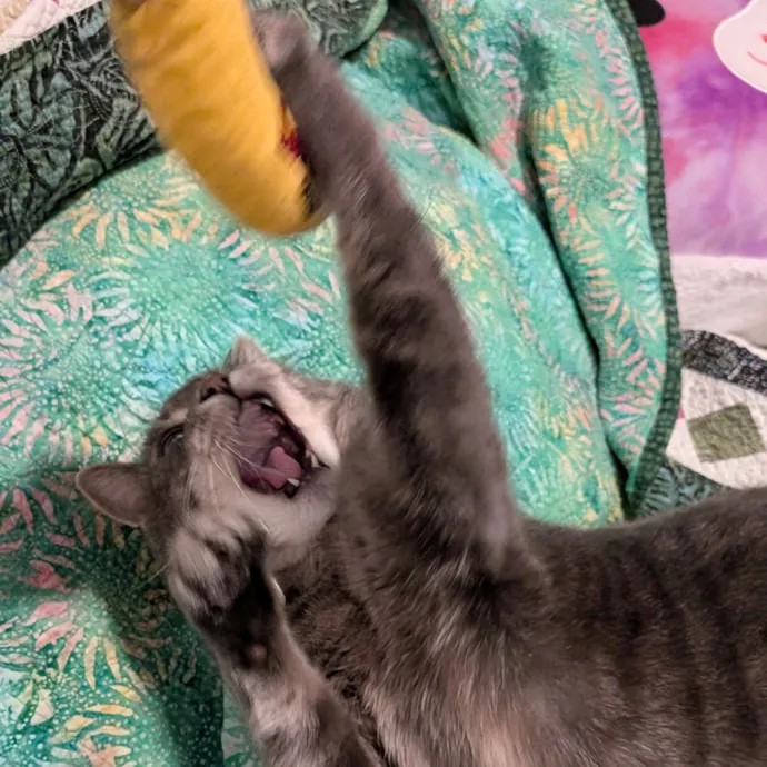 Tell Your Cat I Said Hi