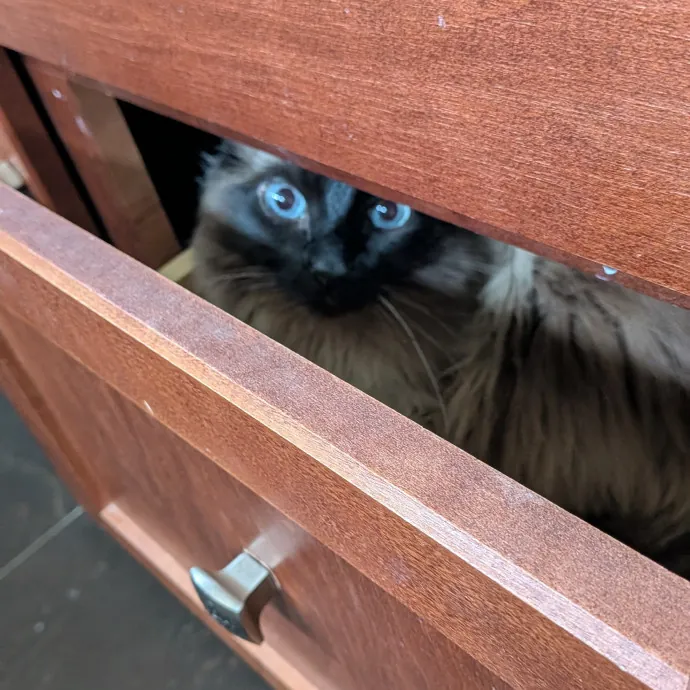 Tell Your Cat I Said Hi