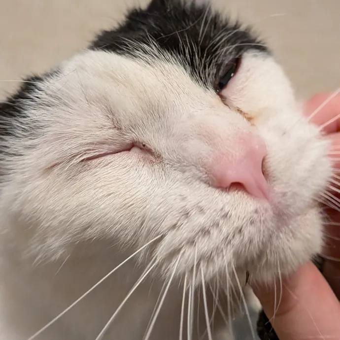 Tell Your Cat I Said Hi