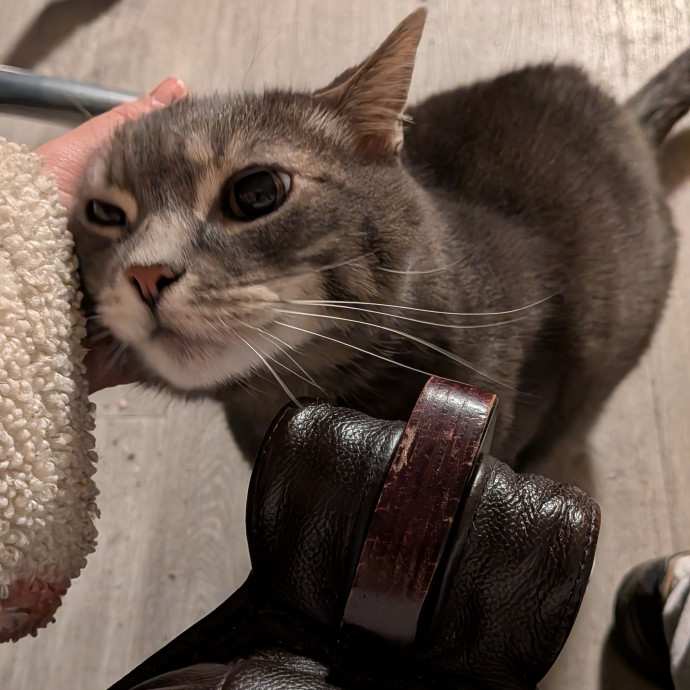 Tell Your Cat I Said Hi