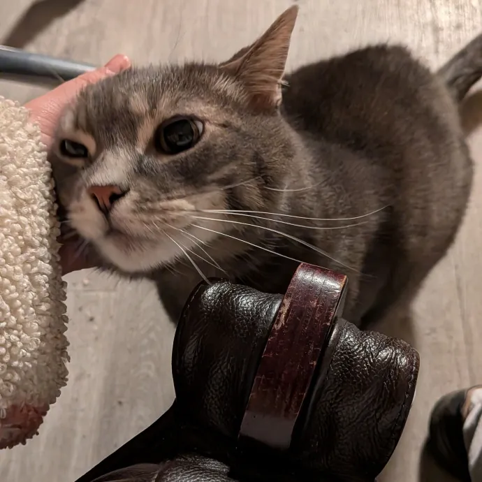 Tell Your Cat I Said Hi