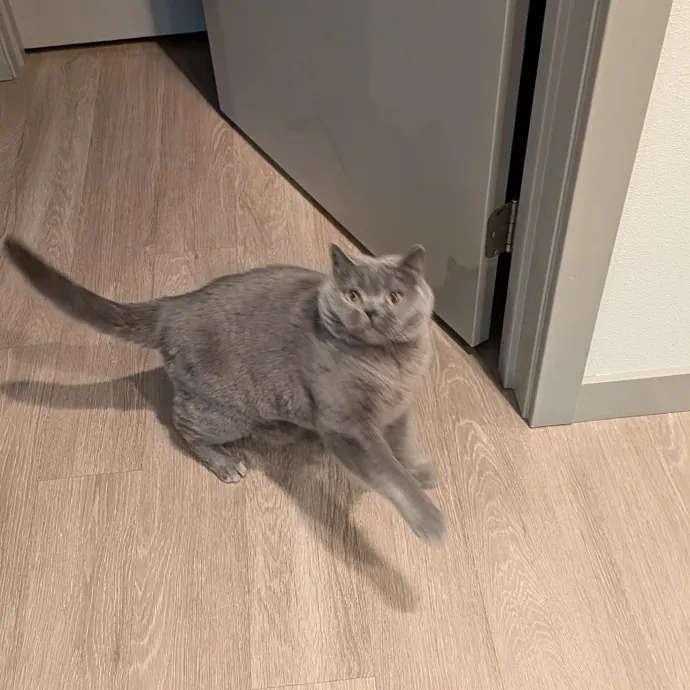 Tell Your Cat I Said Hi