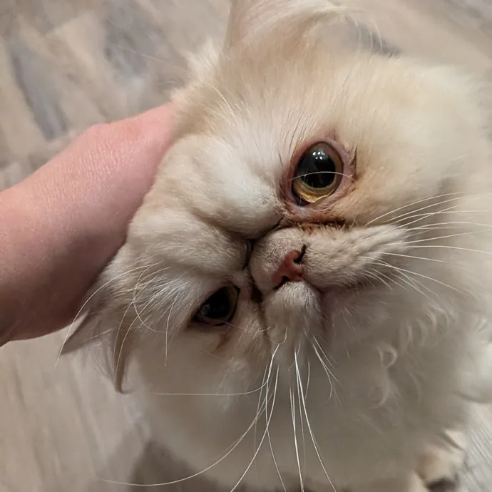 Tell Your Cat I Said Hi