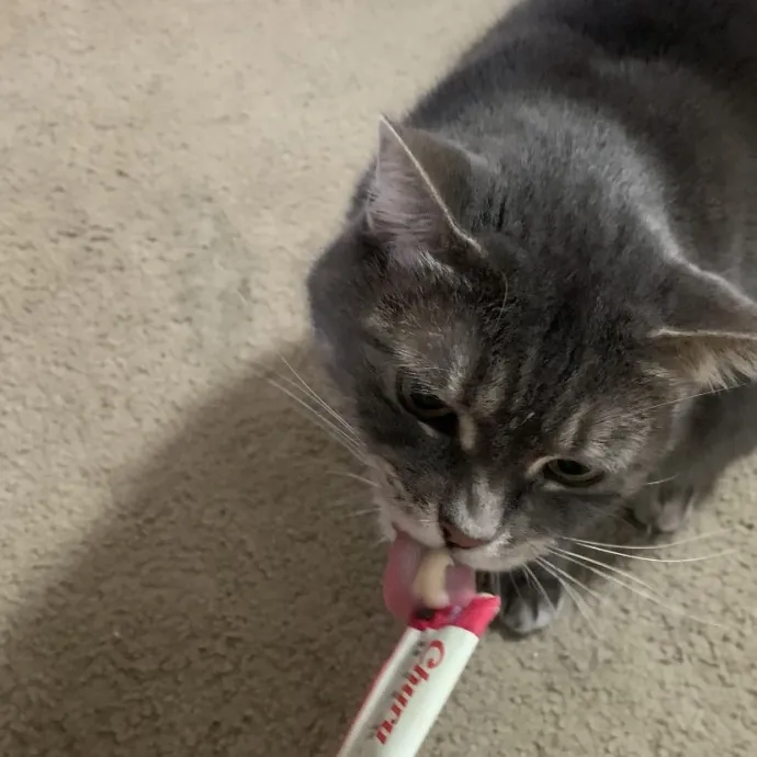 Tell Your Cat I Said Hi