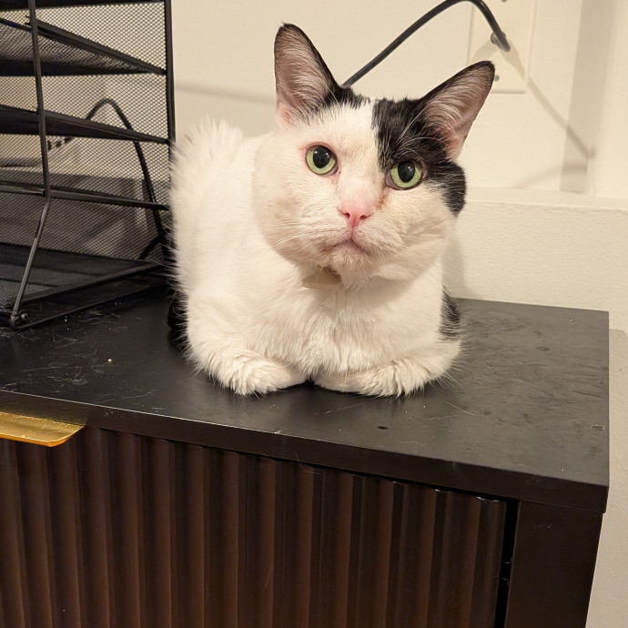 Tell Your Cat I Said Hi