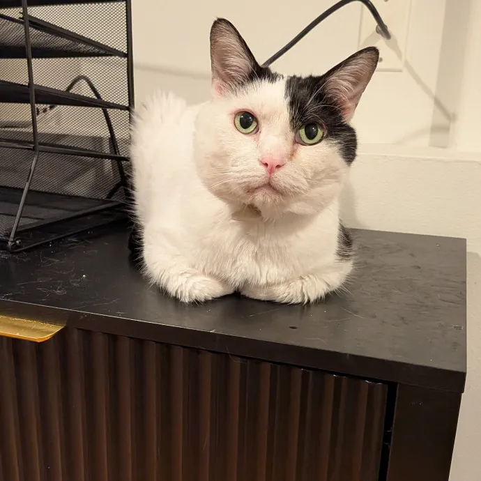 Tell Your Cat I Said Hi