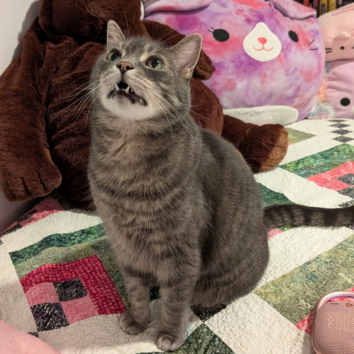 Tell Your Cat I Said Hi
