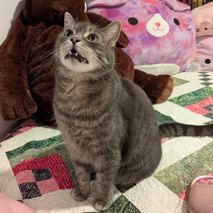 Tell Your Cat I Said Hi
