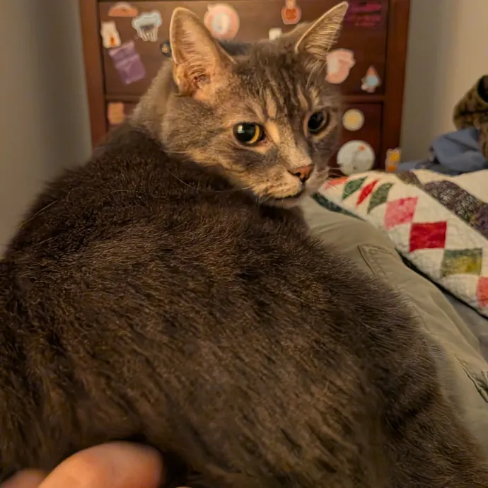 Tell Your Cat I Said Hi
