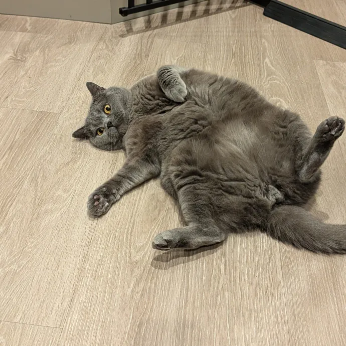 Tell Your Cat I Said Hi