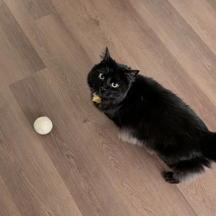 Tell Your Cat I Said Hi