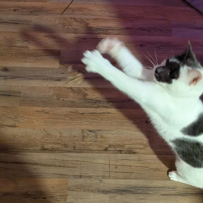 Tell Your Cat I Said Hi