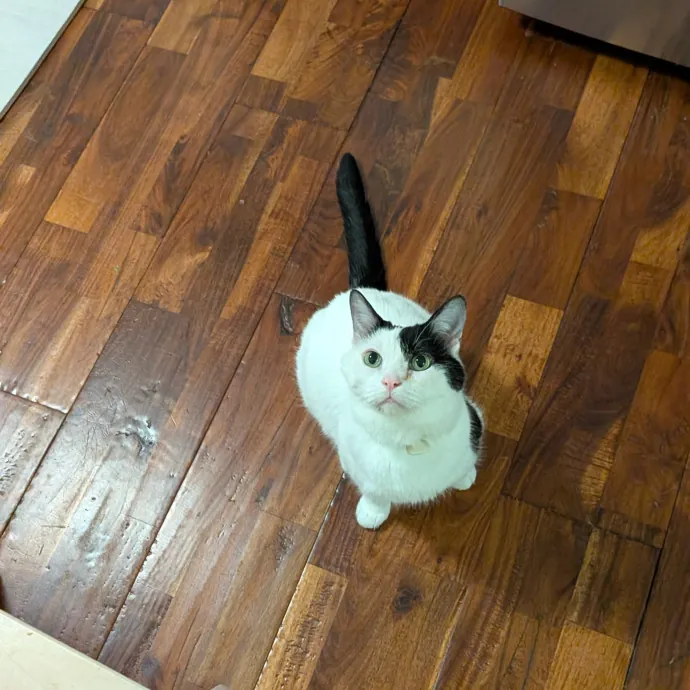 Tell Your Cat I Said Hi