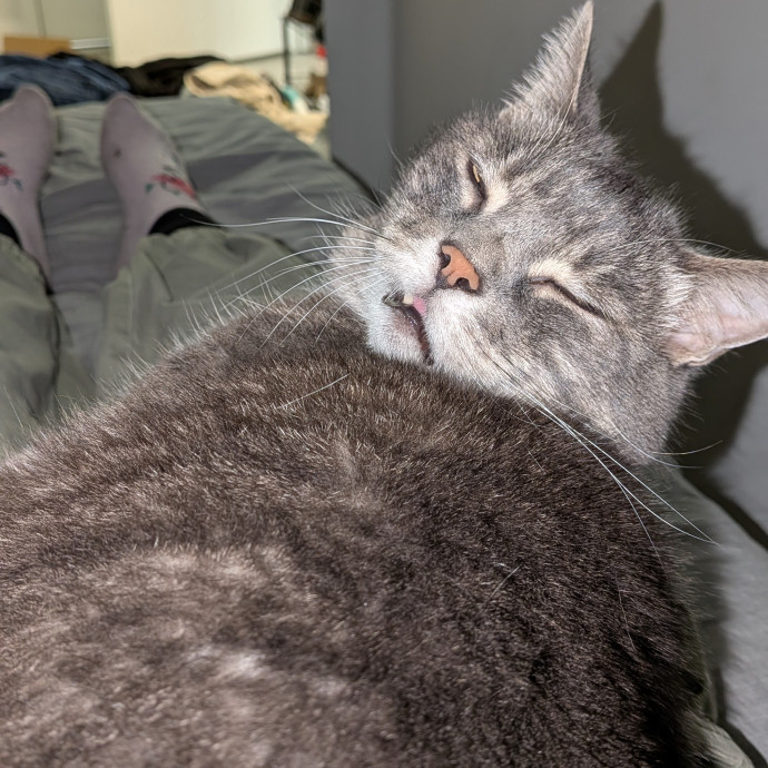 Tell Your Cat I Said Hi